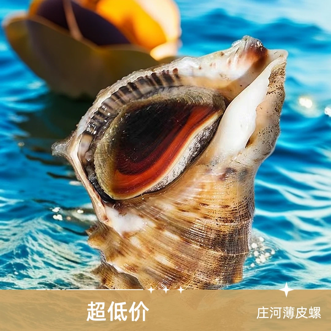 大连庄河海王九岛薄皮【大海螺】红里螺顺风包邮鲜活