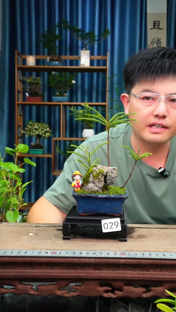 无花朵苔藓微景观029号