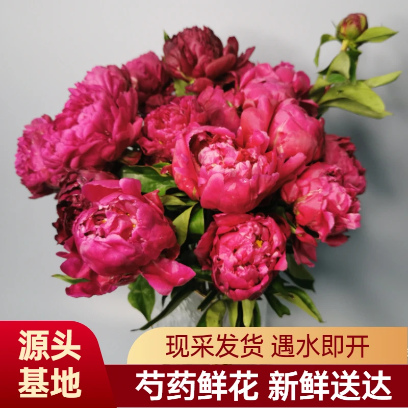 红富士芍药鲜花山东菏泽芍药基地