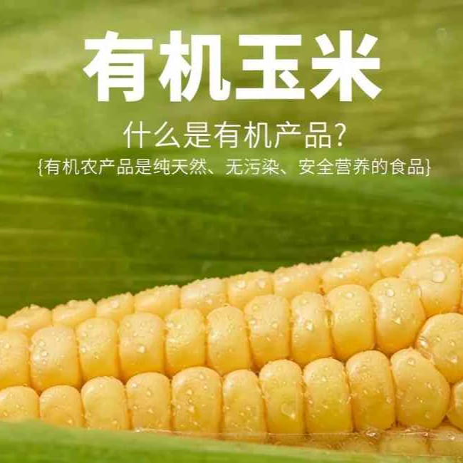 【有机玉米】有机玉米新鲜甜糯黄糯玉米棒(真空包装7根）YC