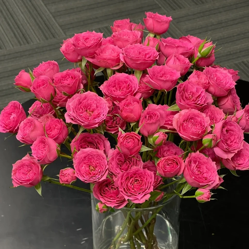 苏菲宝贝 多头玫瑰10支 收到花需要醒花  0°以下要拍保温棉