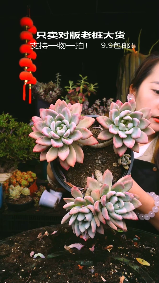 33号老桩奥普琳娜一物一拍