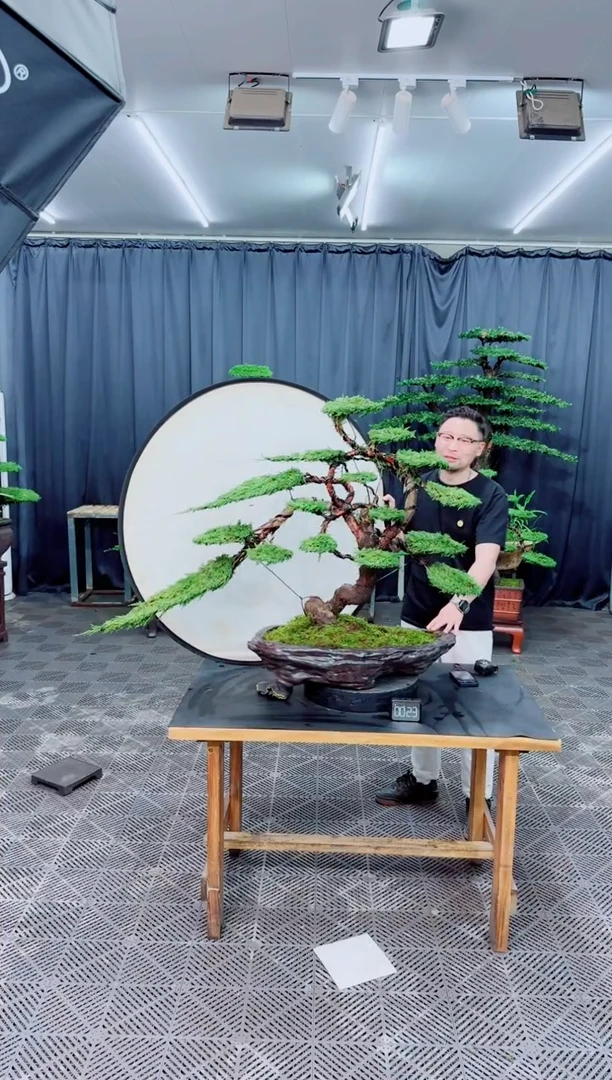 无花朵济州真柏盆景.....