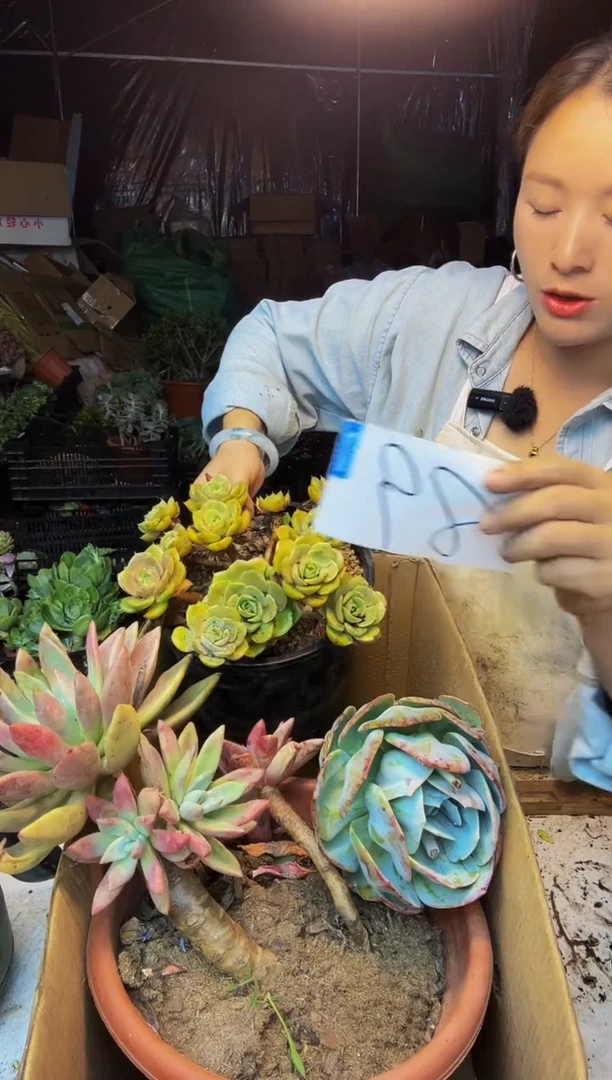 89号一物一拍默认微瑕不售后