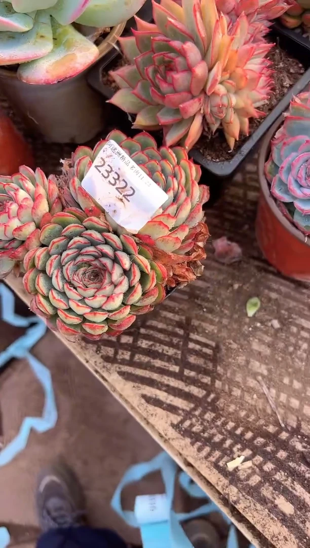 小*多肉植物一物一拍23322