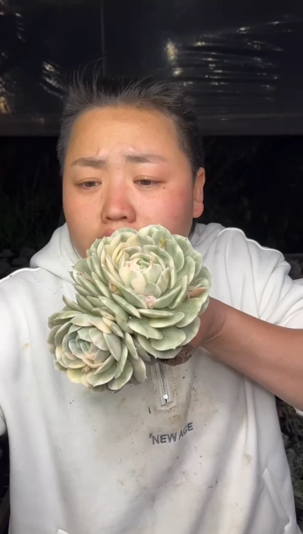 【闪购商品】37-双头起昂斯诺锦9.99