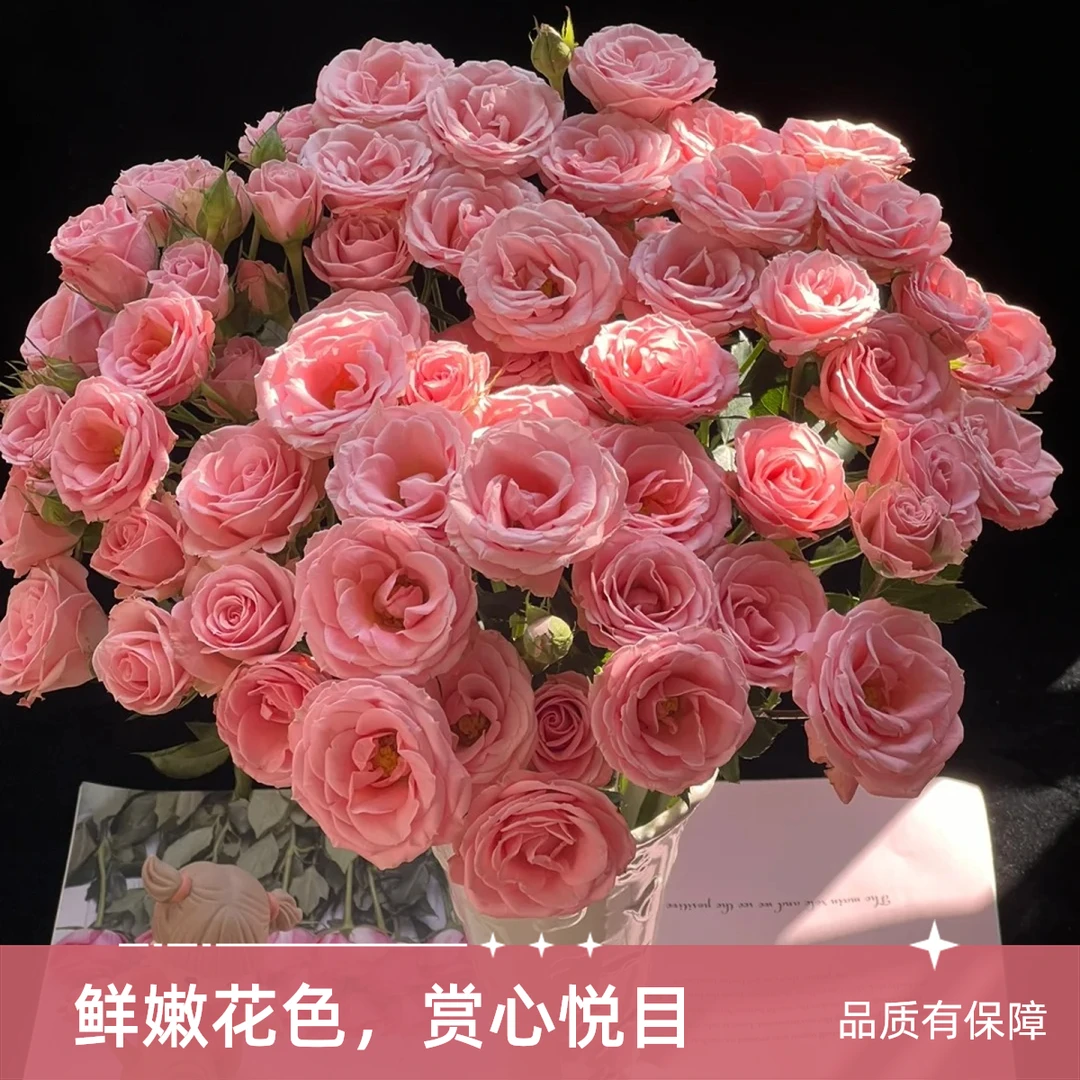 5枝多头露露公主玫瑰