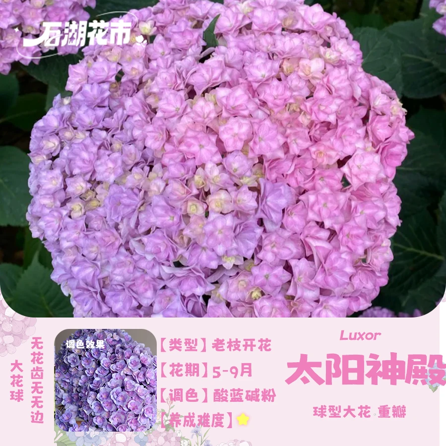 【基地直发】太阳神殿绣球苗2加仑原土原盆带花苞