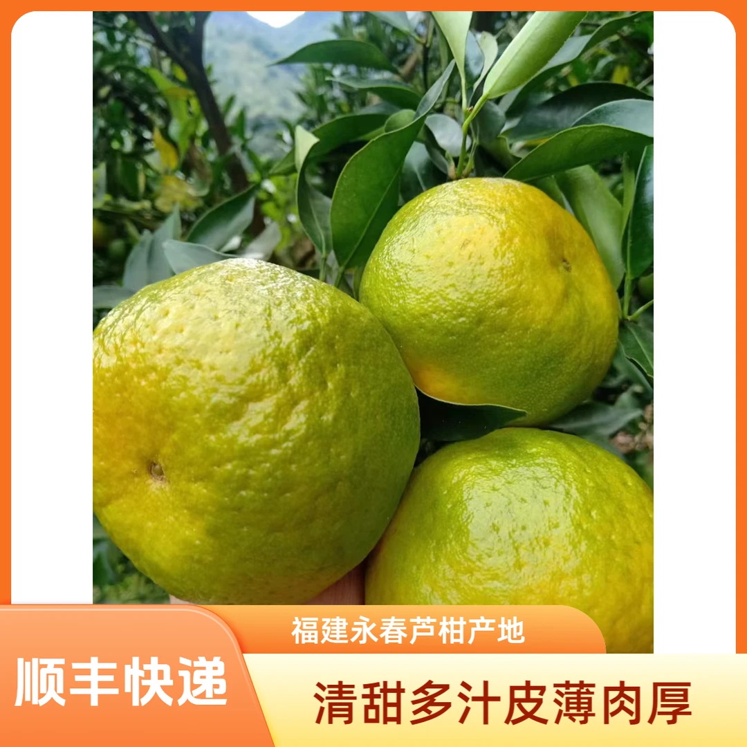 福建永春芦柑当季新鲜清甜多汁皮薄肉厚