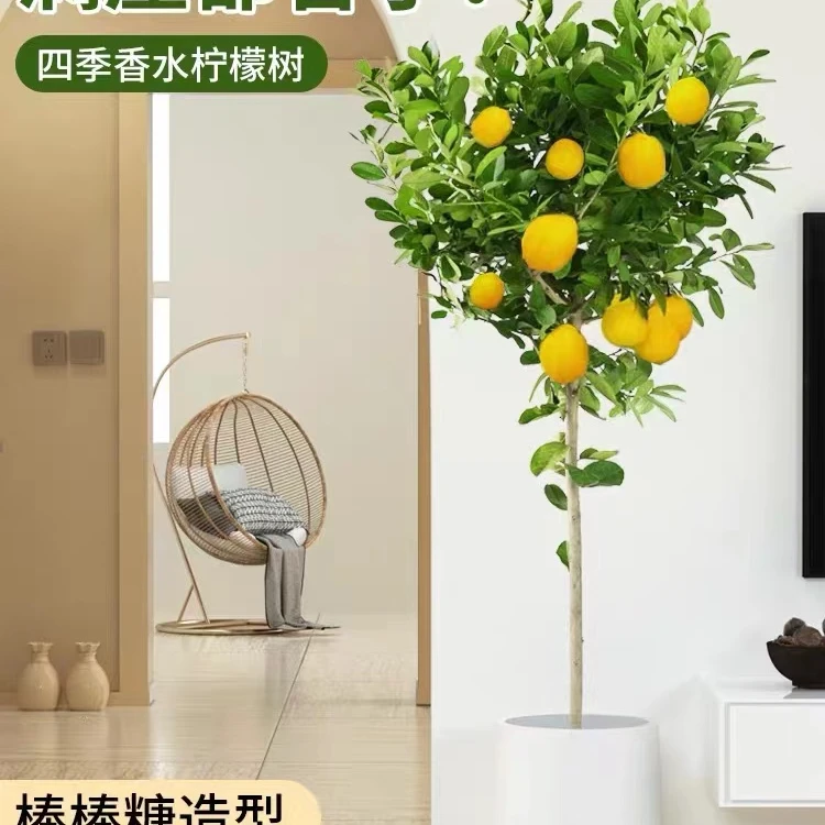 香水四季柠檬树盆栽带花绿植客厅阳台楼顶