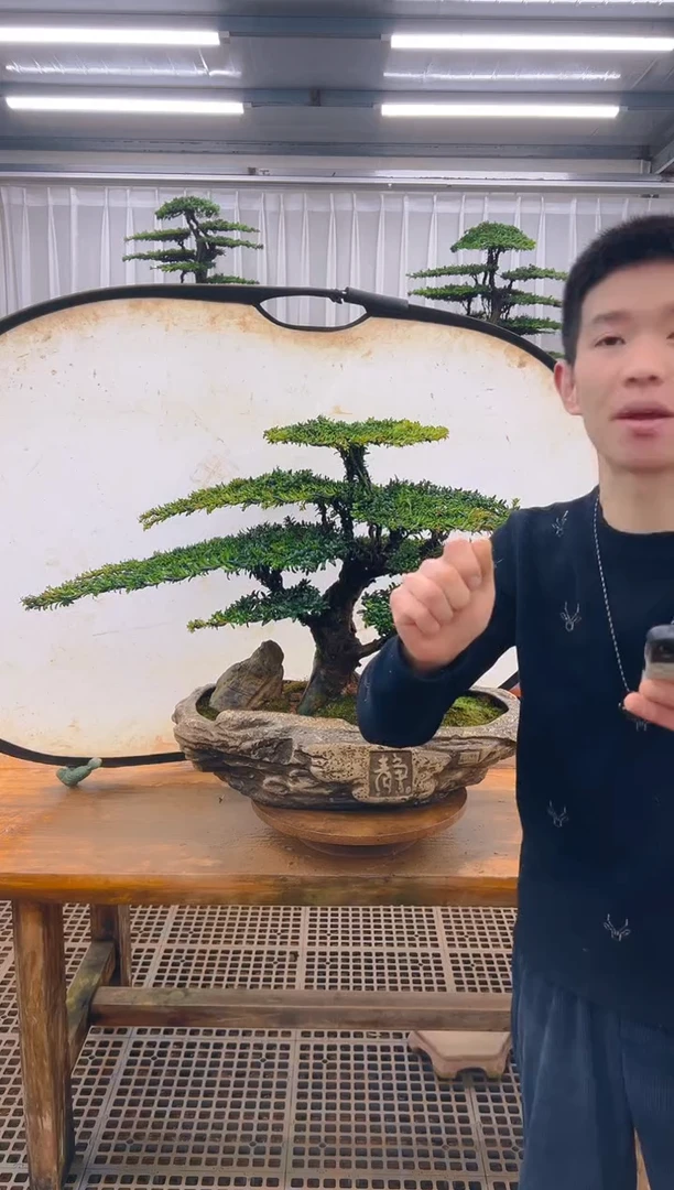 无花朵易**行精品盆景直播间一物一拍
