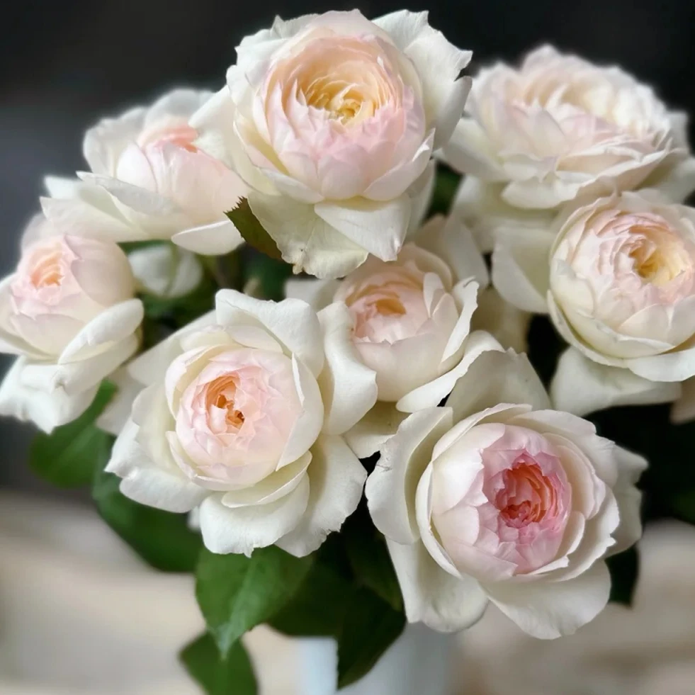 黑哥的植物史蒂芬妮古城堡灌木抗病性强矮小丰花月季勤花丰花