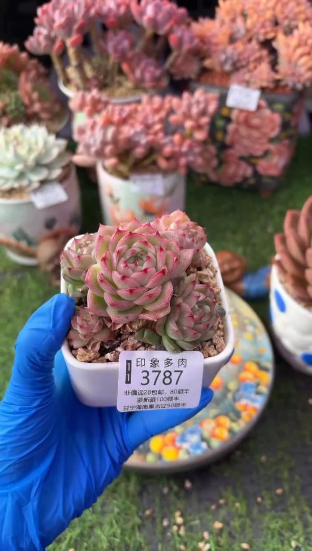 昆明印象多肉3787