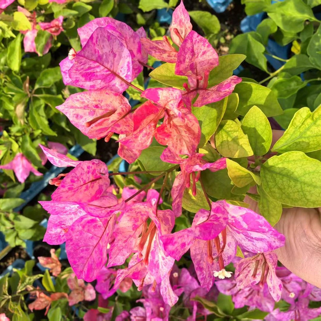 水九月小苗带花 毅彬三角梅基地