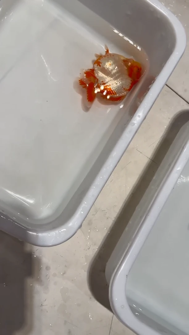 金鱼扒****卡玛卡巴卡专拍99包邮