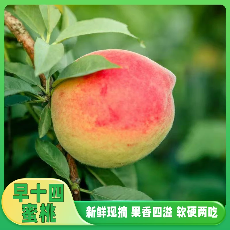 大兴早14桃子【每日现摘】3/5/7斤北京市