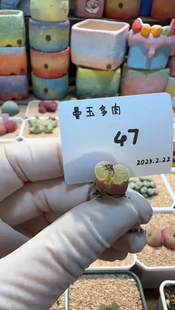 【闪购商品】25.2.22-47奶栗