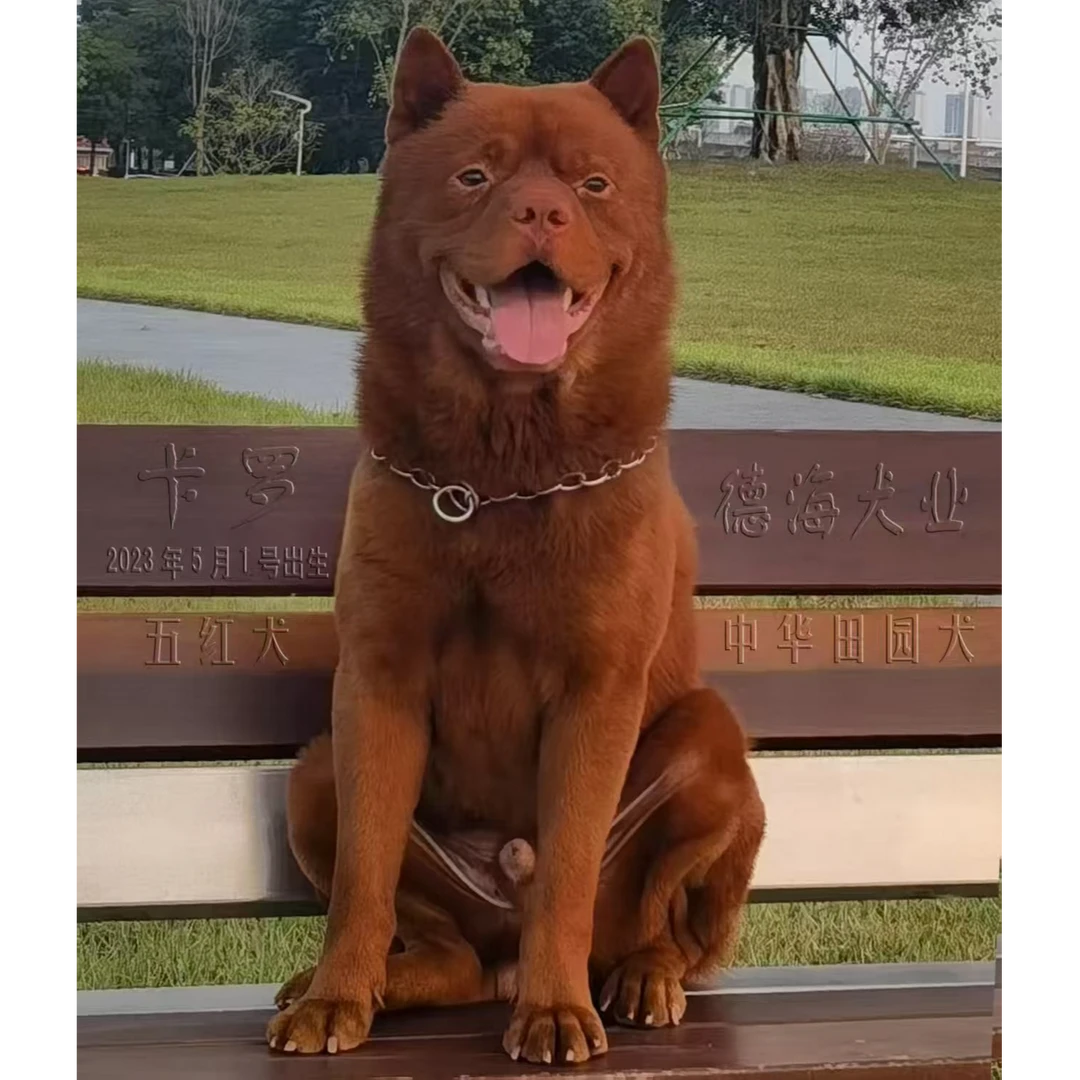 （佛山德海犬舍）狗狗活体