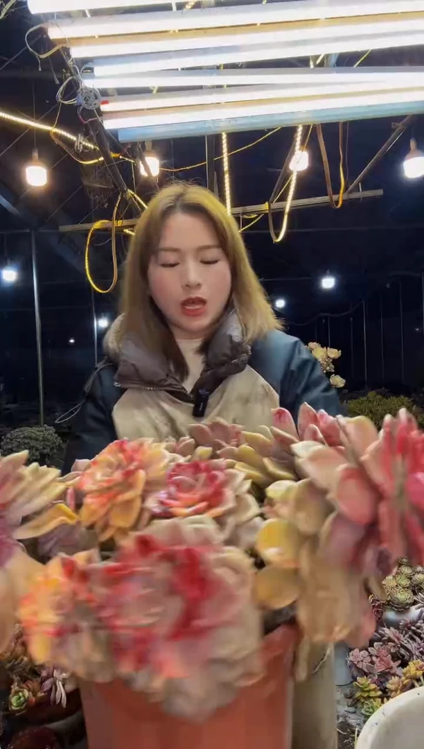 【闪购商品】紫乐锦1号一物一拍脱土包邮