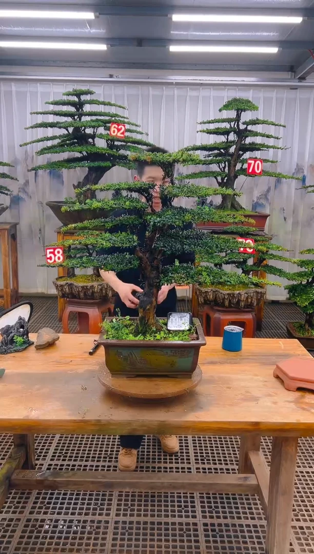 无花朵可**无精品盆景直播间一物一拍