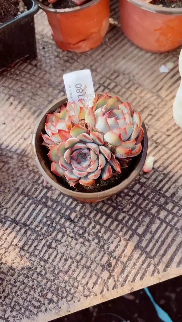 冬**?跃跃精品多肉19180