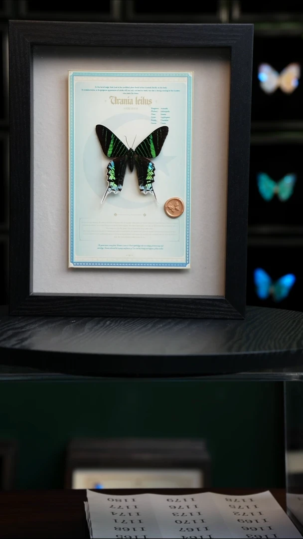 月亮蛾设计款10寸竖框