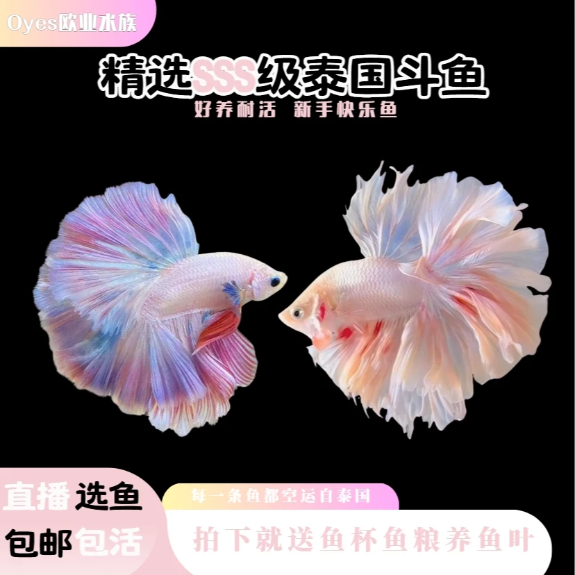 1单送鱼杯 泰国婚纱斗鱼好养耐活体网红纯白半月淡水小型观赏鱼