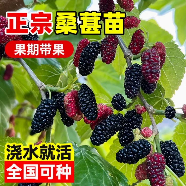 四季甜桑葚果苗台湾甜长果桑葚苗四季栽种南方北方盆栽地栽
