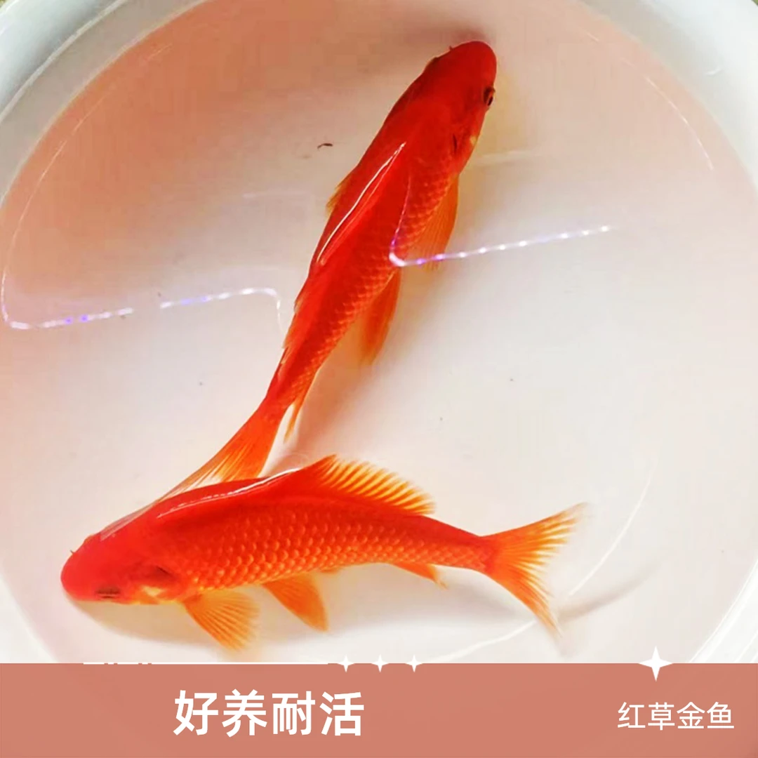 ①精品草金 大盆金鱼12-14厘米好看好养活冷水观赏鱼包邮包活
