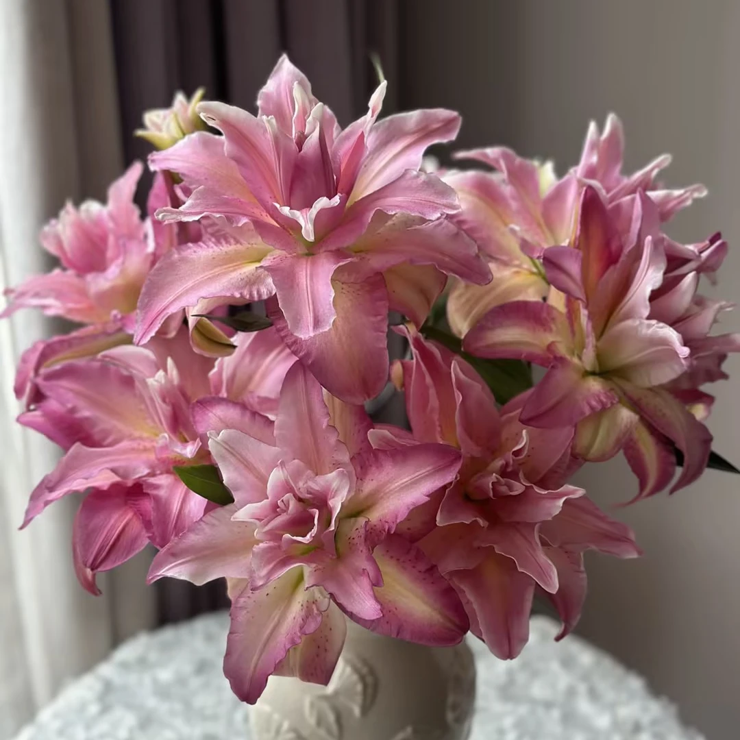 稀缺多头【幸运爱神】重瓣百合花 全场任意鲜花满两单顺丰冷链