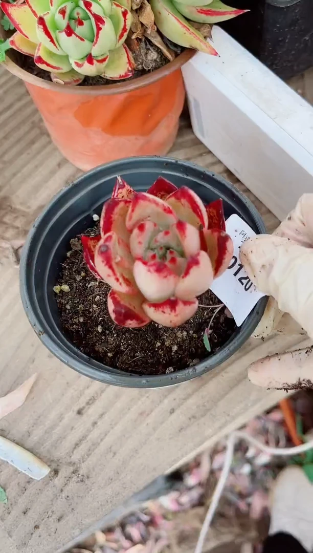 20120多肉植物一物一拍