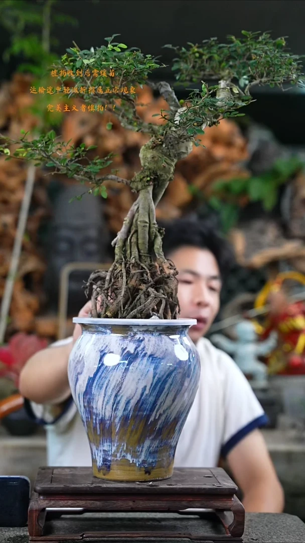 完全开放榆树540+