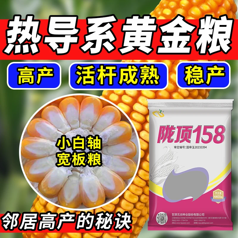 【渠道专供】陇顶158 国审正品玉米种子高产高防穗腐稳产白轴玉米种