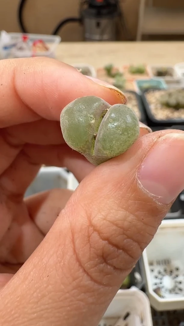 25-70多肉植物肉锥