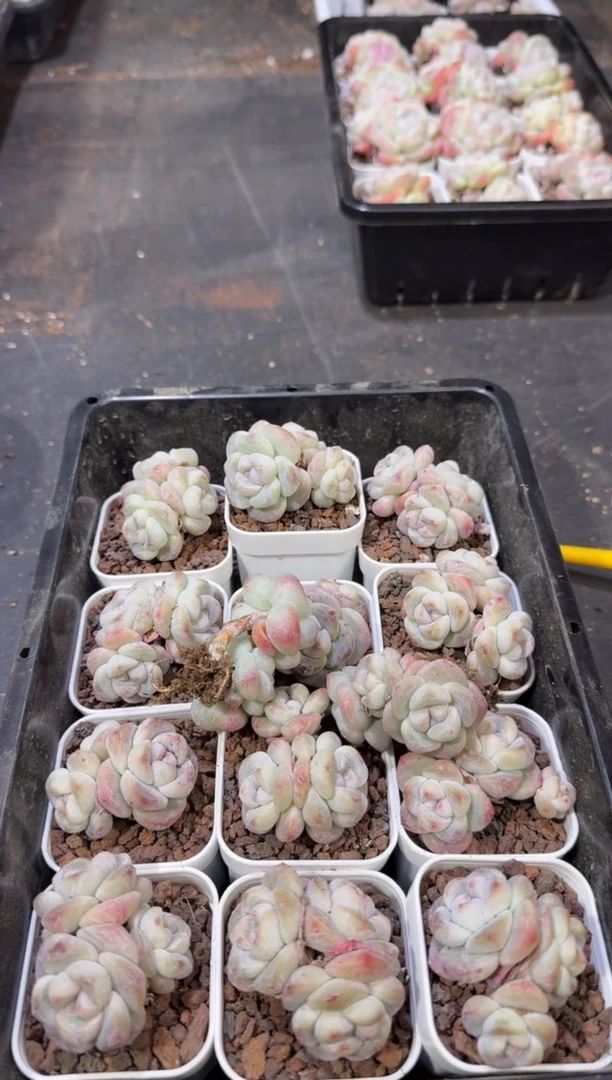 【闪购商品】13号到手2棵江北多肉一物一拍