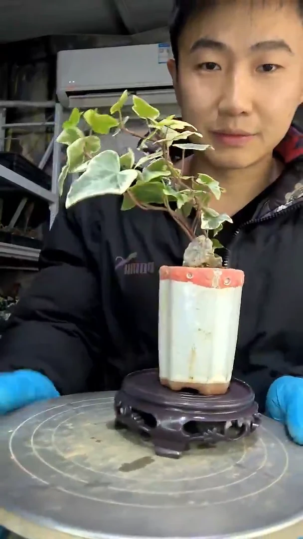 嘟**爸中青园艺一物一拍花55