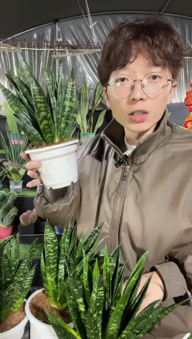 【闪购商品】贝壳虎皮兰带盆土39.9