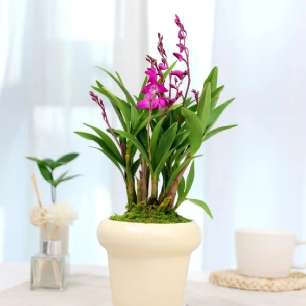 植选 香水石斛兰 盆栽