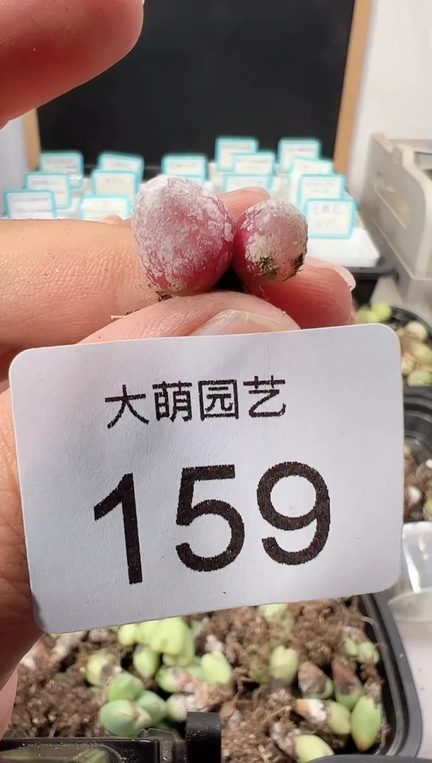 【闪购商品】++++159