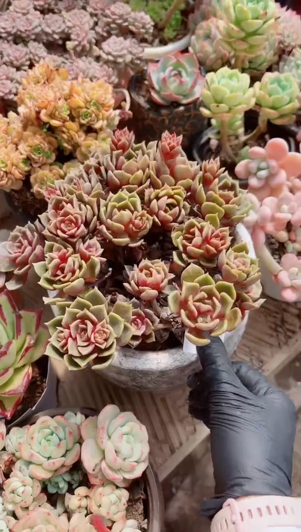 16155多肉植物一物一拍