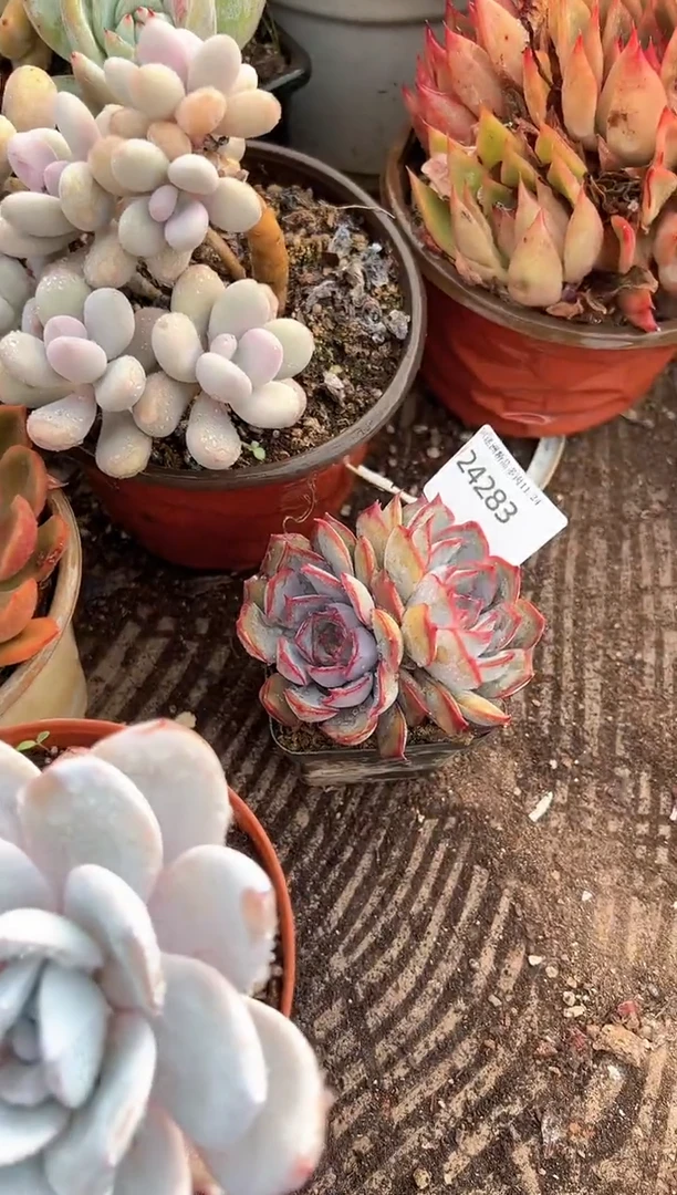孙****°多肉植物一物一拍24283
