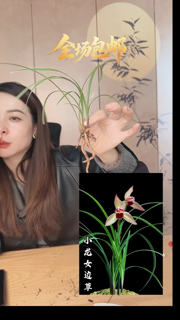 当前无花栽培后可以开花：小龙女边草