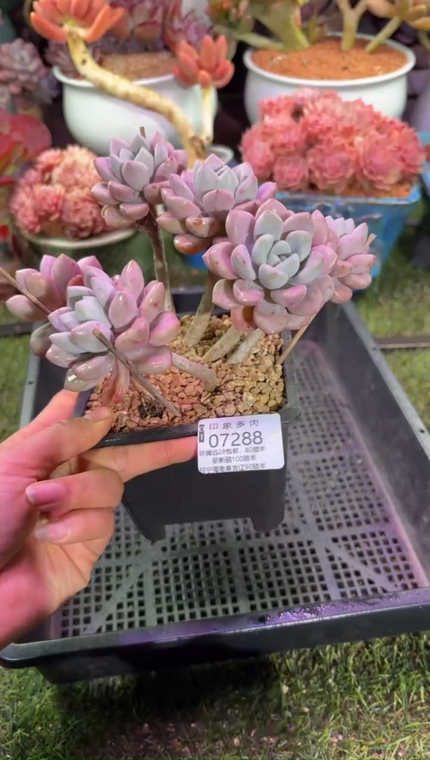 【闪购商品】07288