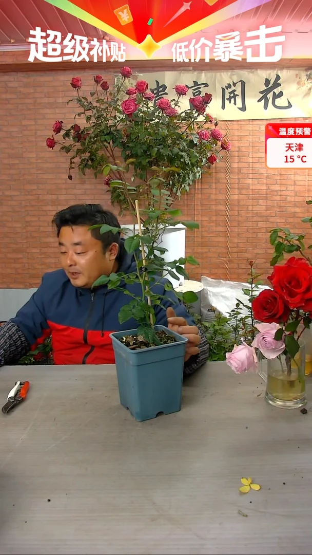 当前无花朵，栽培后可花朵玉环鸣
