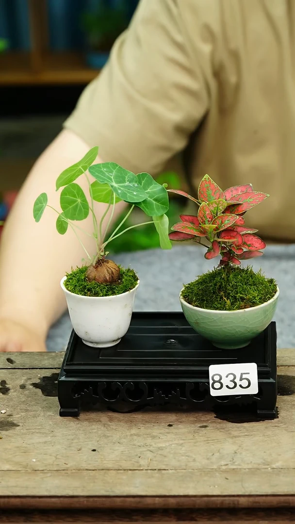 无花朵苔藓微景观835号