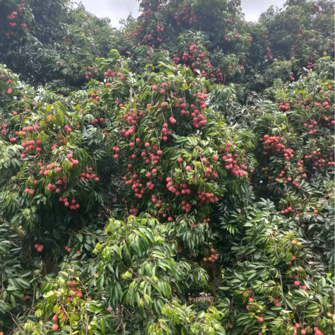 临沧本地桂味荔枝5-10斤装云南省