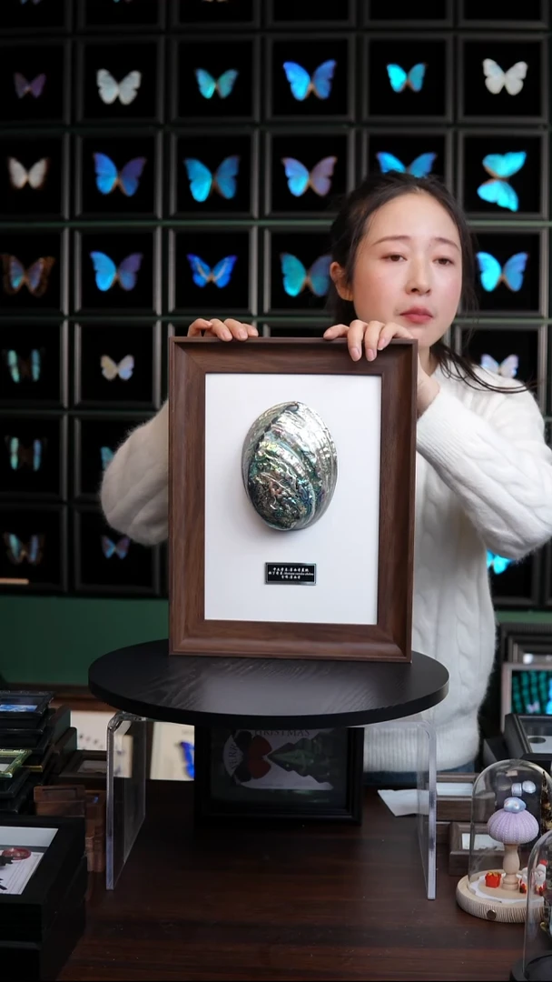 墨西哥蓝鲍标本摆件