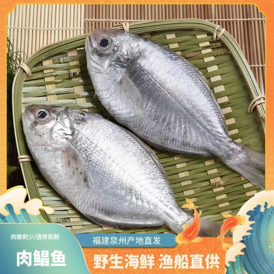 白皮肉鲳鱼/南鲳鱼--顺丰发货