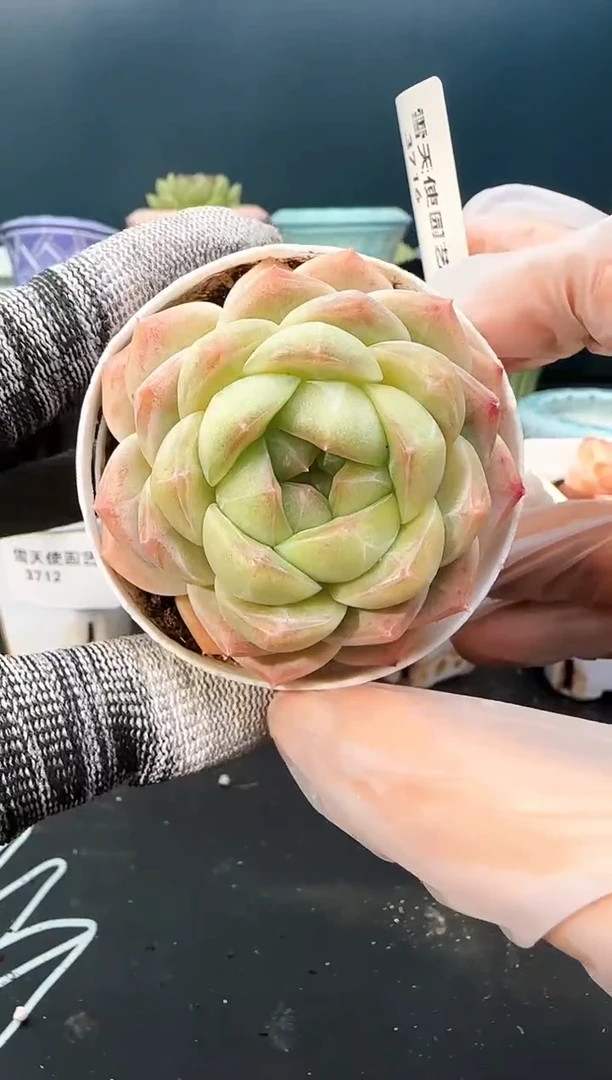 3 716 青山    （冠幅 6 cm）