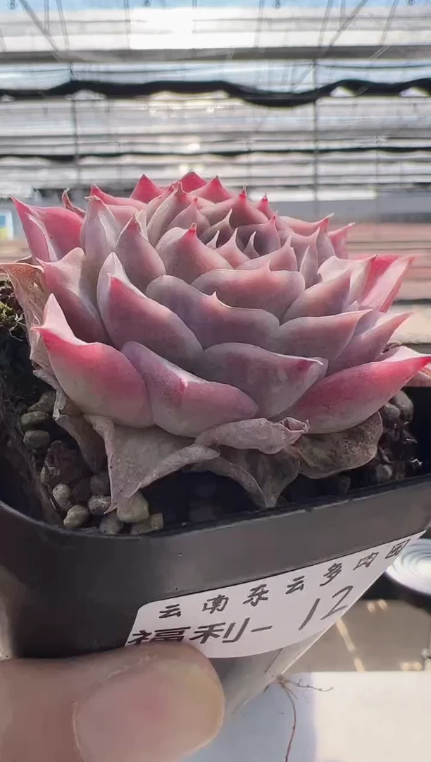 【闪购商品】福利款-12